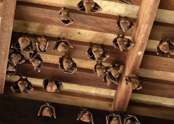 Brown bats hanging from the ceiling of wooden structure