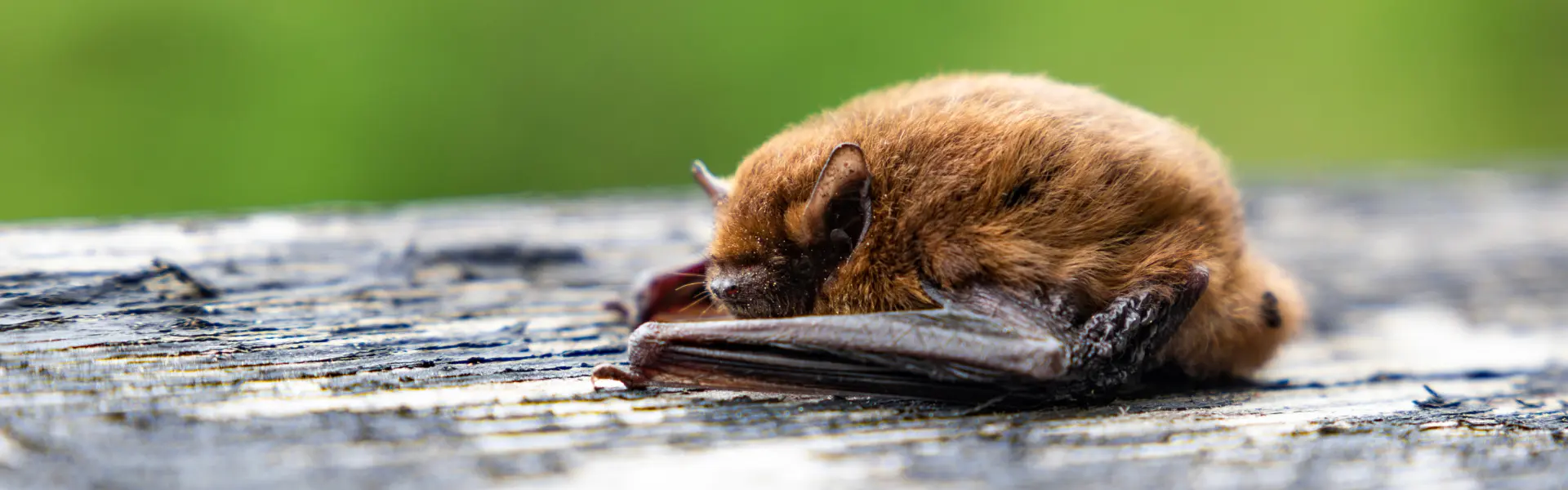 A brown bat resting on a deck. Call or contact Animal Remover for bat removal in Cincinnati.