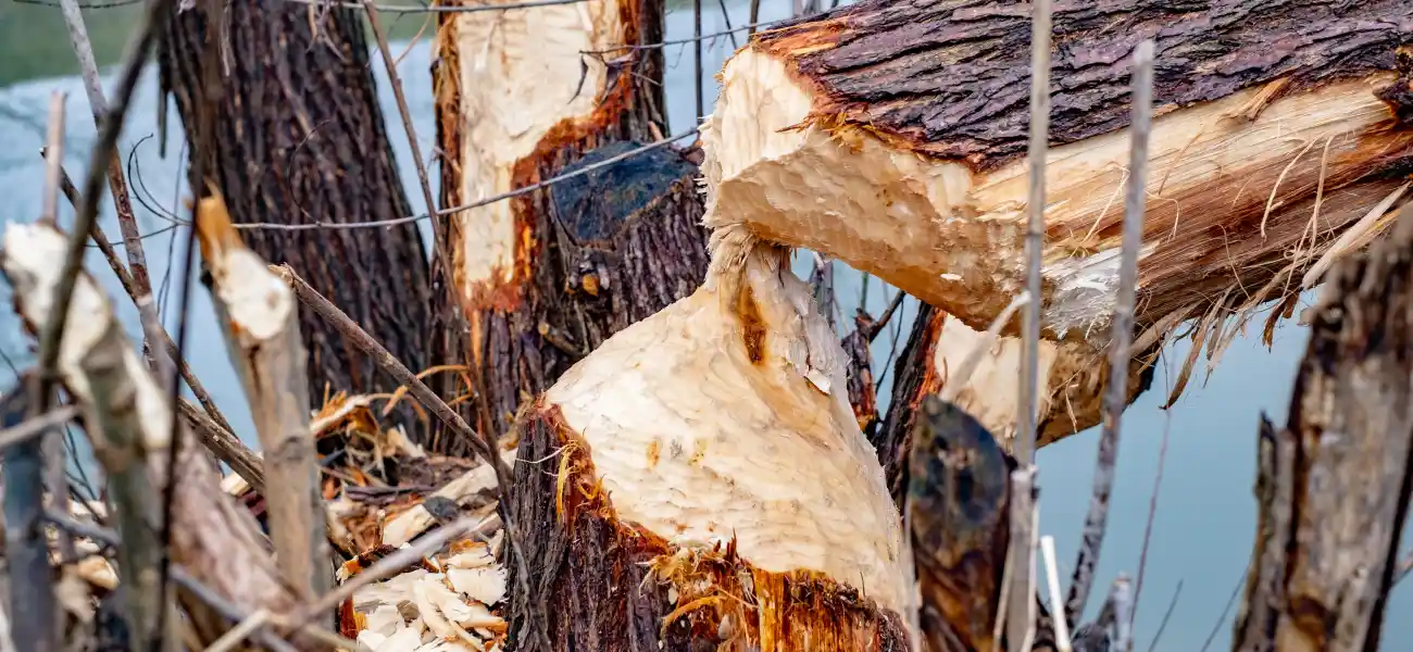 Beaver damage to trees in Cincinnati