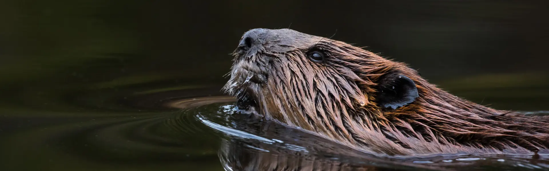 A beaver swimming in a river. Call or contact Animal Remover for beaver removal and control services in Cincinnati.