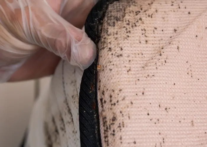 Closeup of a mattress infested with bed bugs. Common signs of bed bugs include black spots on your mattress or box spring and blood spots on your sheets.