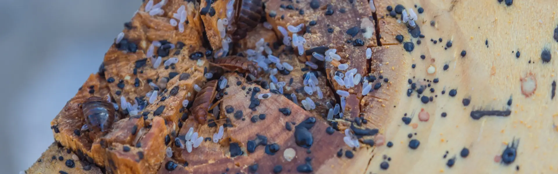 Bed bugs in a bed frame