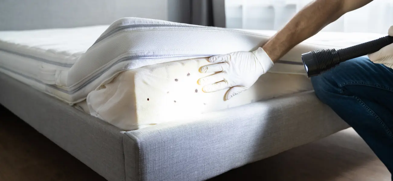 An Animal Remover technician inspects and shines a light on a bed bug-infected mattress