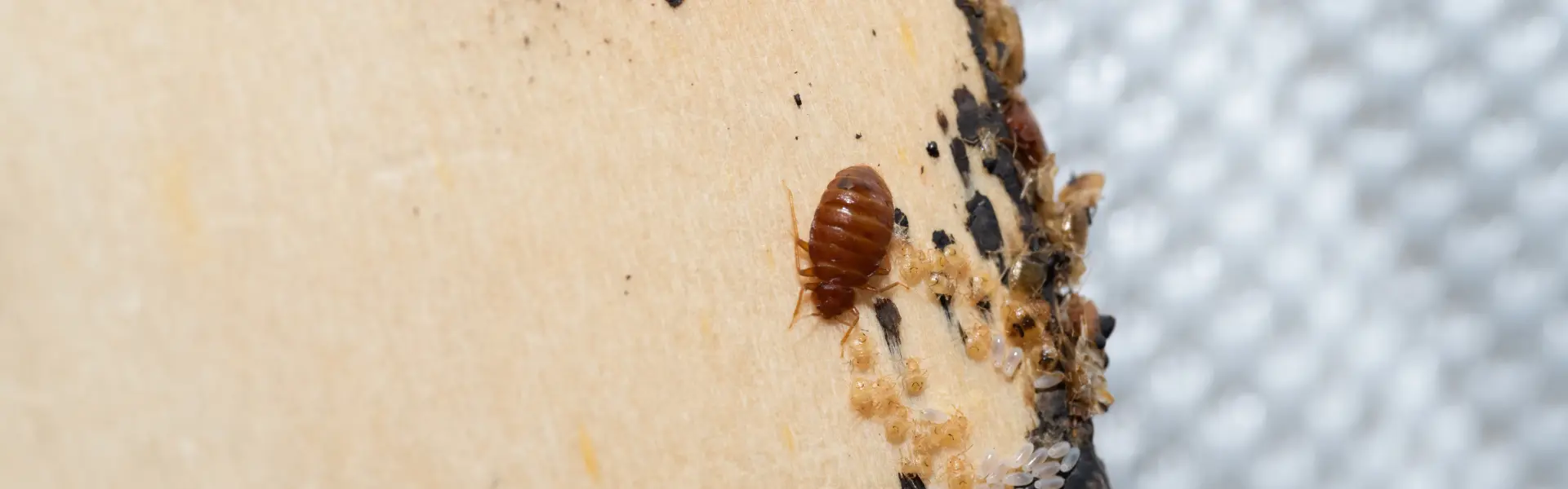 A closeup of a bed bug. If you suspect you have bed bugs in your Cincinnati home, Animal Remover can help.