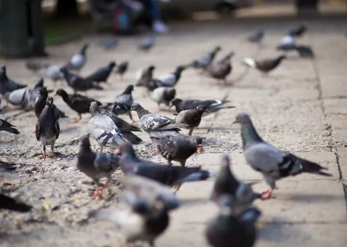 Pigeons in a local park. Pigeon feces can spread disease, but Animal Remover can help with bird removal before an infestation sets in.