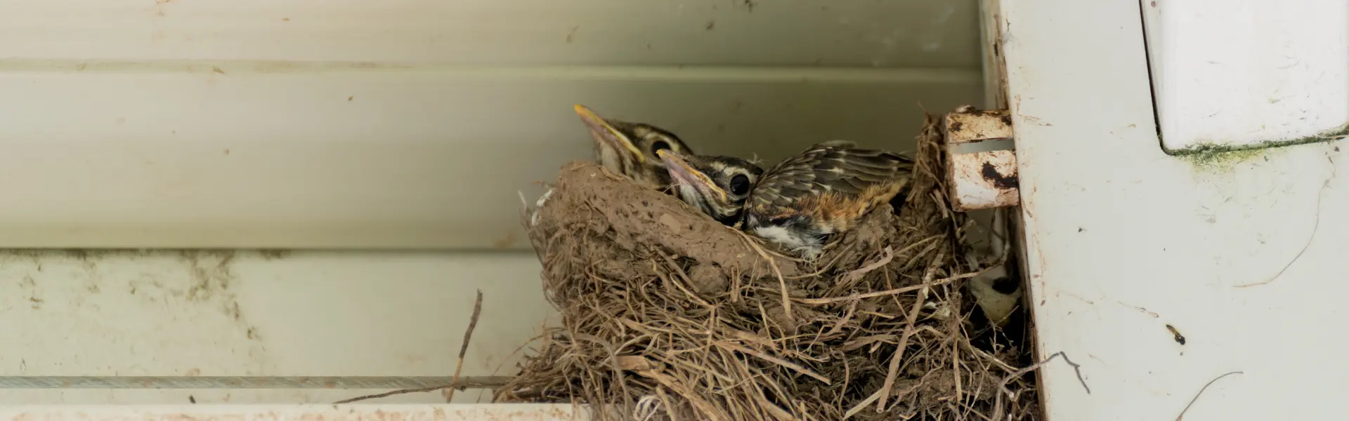 Baby American robins nesting in the rafters of a building. Call or contact Animal Remover for bird control and removal services in Cincinnati.