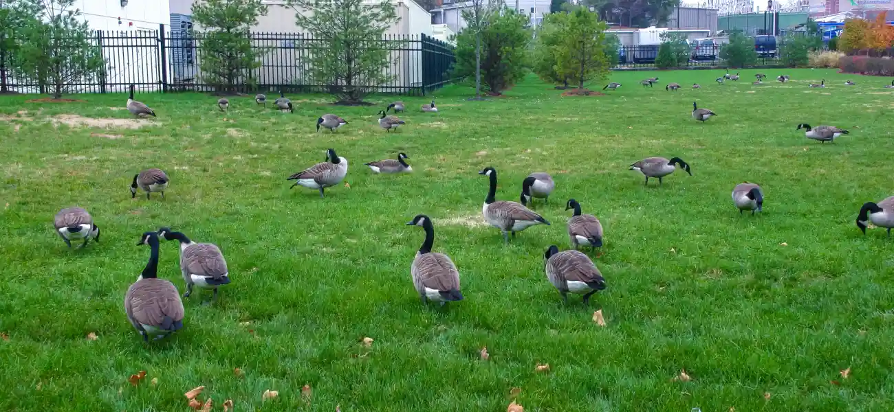 A group of Canada geese grazing on the grass of a business park