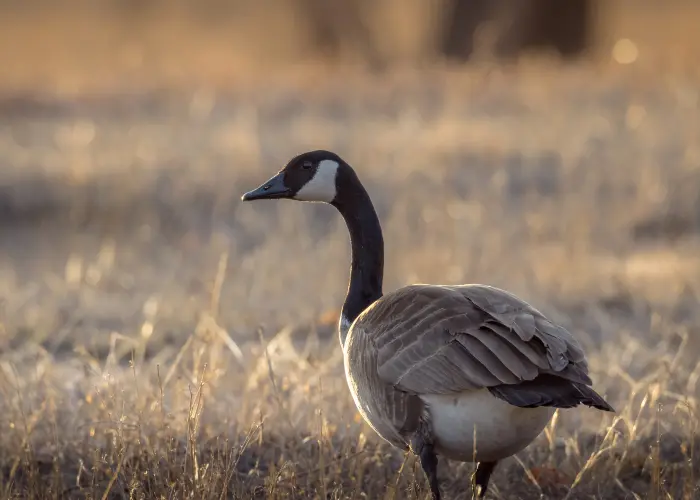 Canada goose wondering around a field in Cincinnati