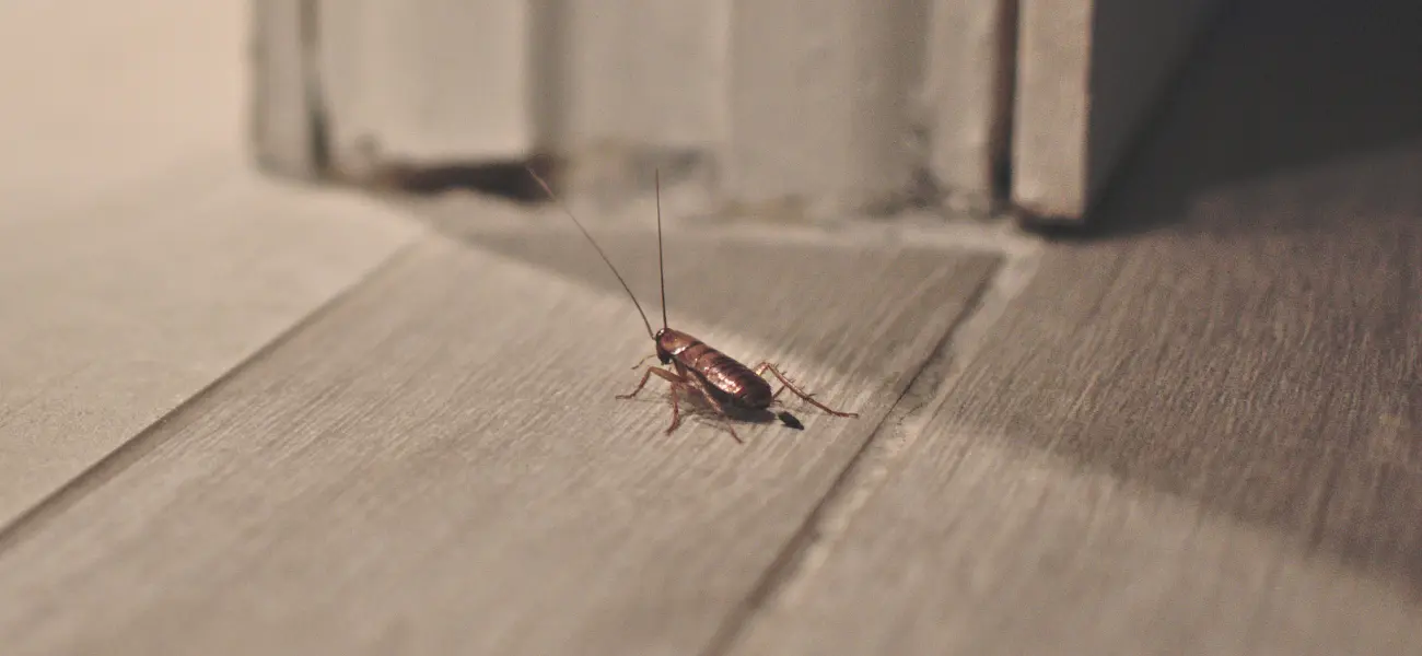 A cockroach crawling on the floor of a home. Animal Remover offers cockroach control and many other pest services in Cincinnati.