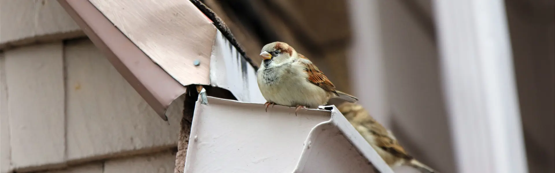 A house swallow perched on a gutter of a Cincinnati home. Call or contact Animal Remover for commercial and residential bird deterrents.