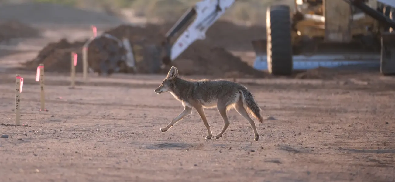 Coyote passing through a construction site in Cincinnati