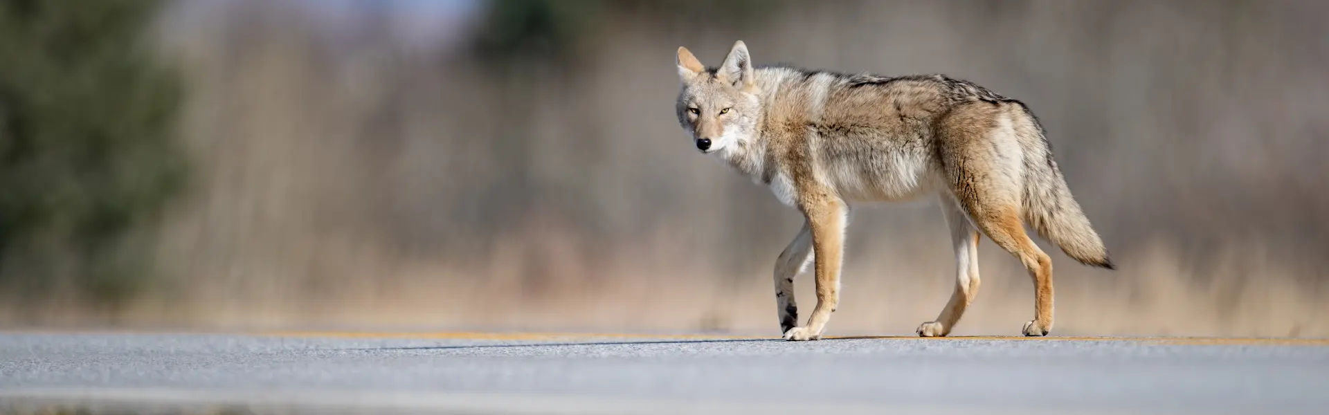 A coyote crossing a street. Call or contact Animal Remover for coyote removal services in Cincinnati.