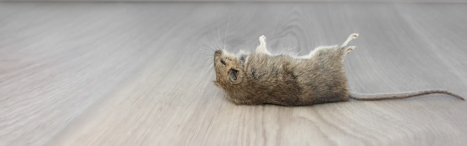 Dead mouse on the floor of a home. Call or contact Animal Remover for dead animal removal in Cincinnati.