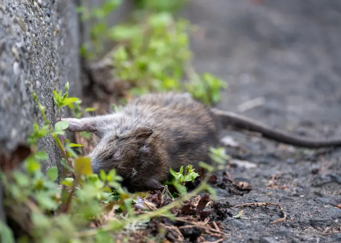 Dead rat on the ground in a Cincinnati neighborhood