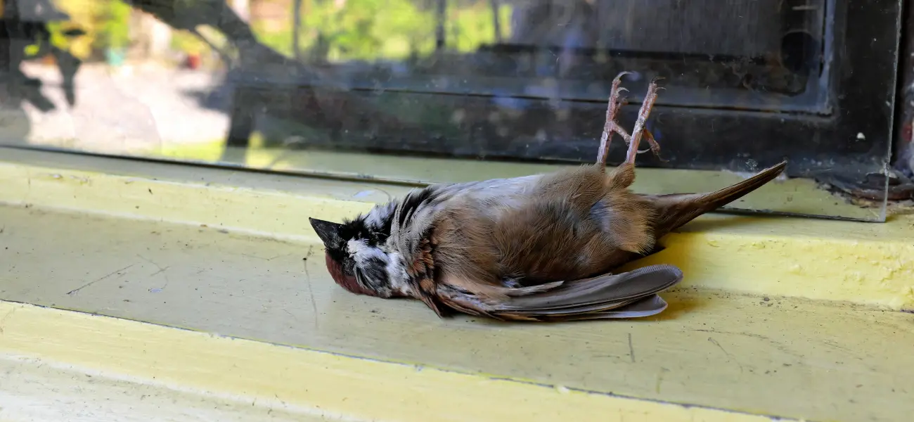 A deceased house sparrow after a fatal window strike in Cincinnati