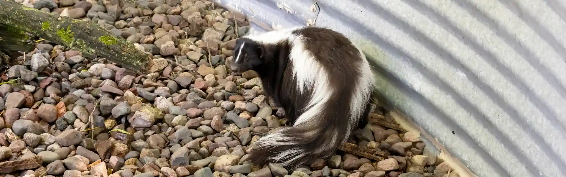 A skunk wondering around a Cincinnati yard. Animal Remover offers deodorization and disinfection services.