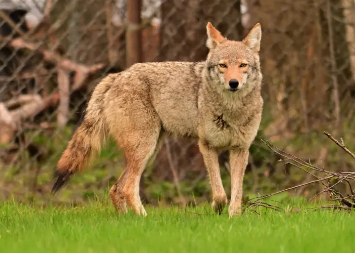 Coyotes are known to carry rabies and canine distemper