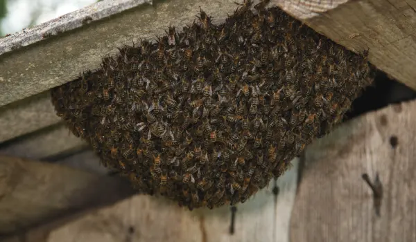 European honey bees under an overhang in a shed