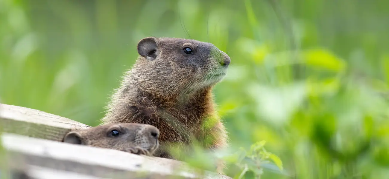 Field woodchucks on a summer day in Cincinnati
