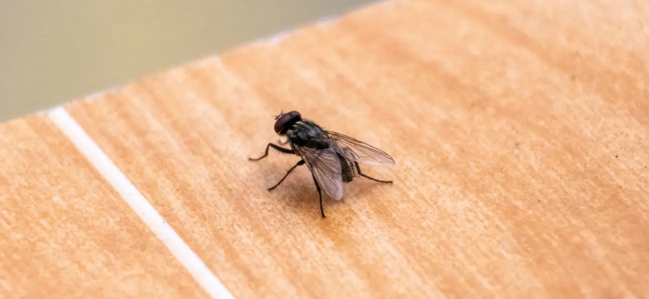 A fly on a table. Call or contact Animal Remover to get rid of unwanted pests in Cincinnati.