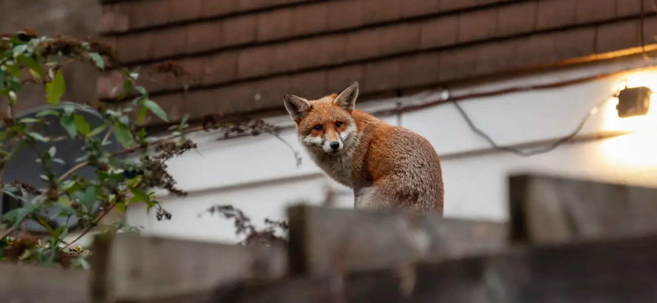 A fox sitting on a fence in a Cincinnati neighborhood