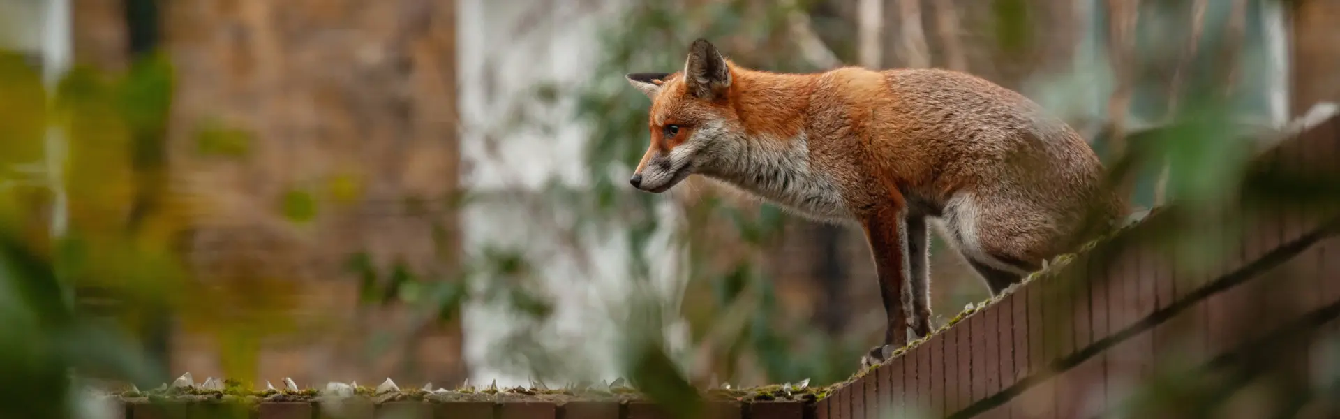 A fox perched on a brick wall. Call or contact Animal Remover for fox removal services in Cincinnati.