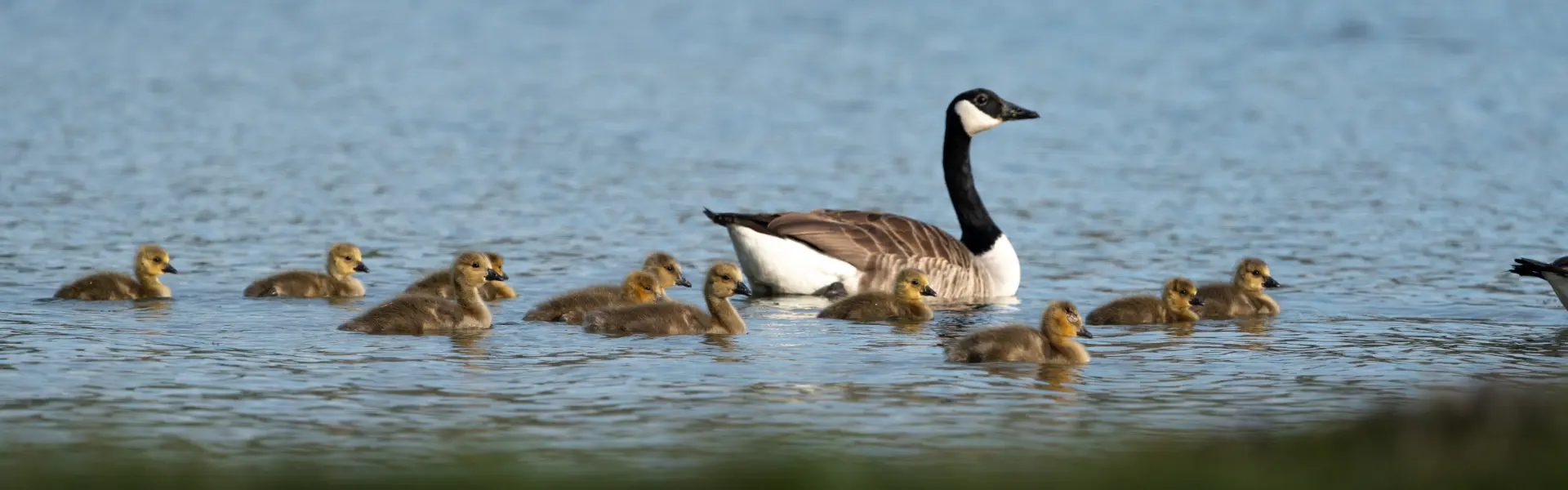 Canada geese swimming in a pond. Call or contact Animal Remover for geese removal and control services in Cincinnati, OH.