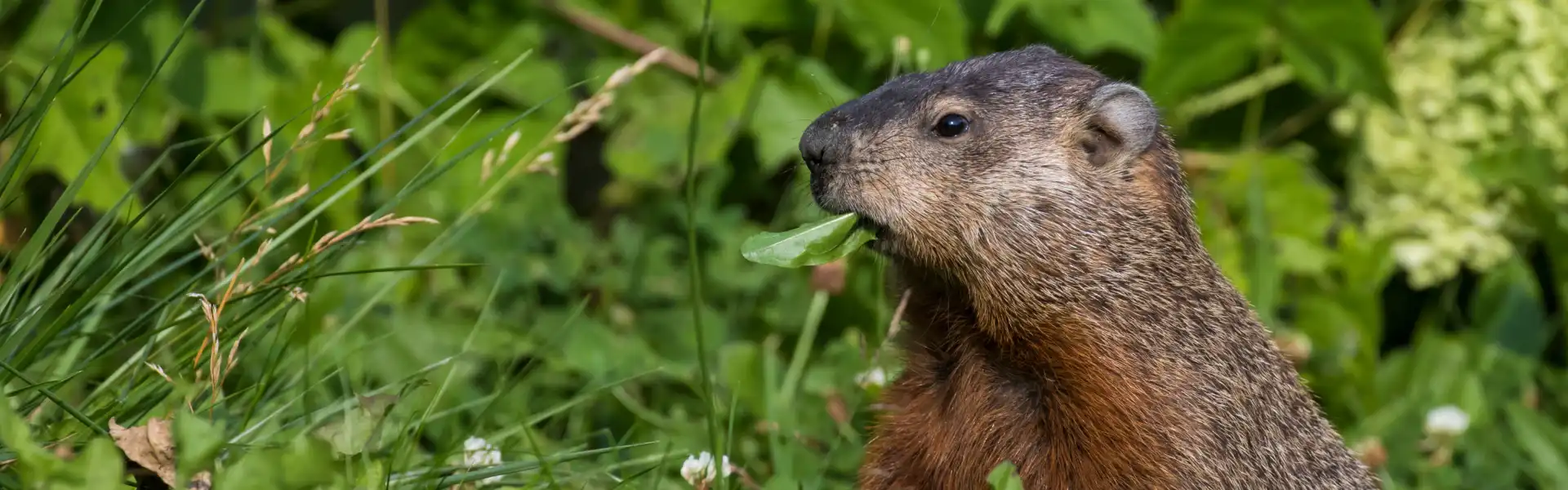 A groundhog munching on weeds. Call or contact Animal Remover for groundhog removal services in Cincinnati.