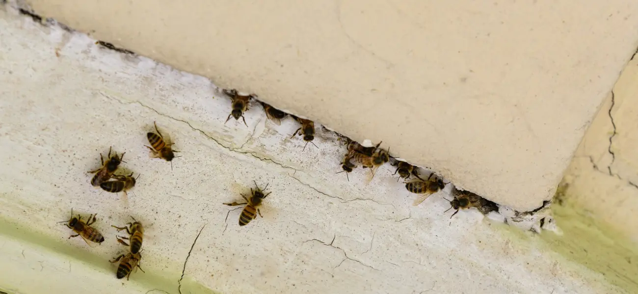 A honey bee infestation in an old masonry structure