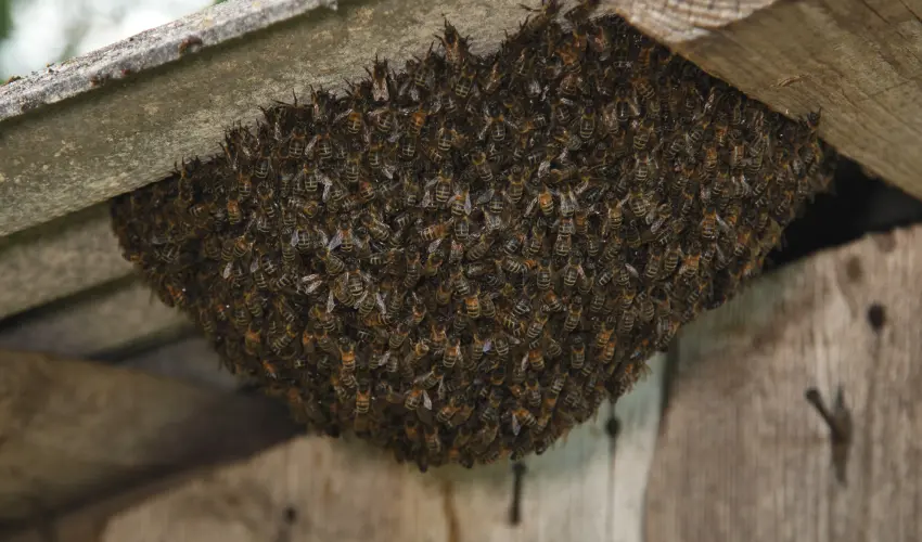 European honey bee nest in a Cincinnati shed