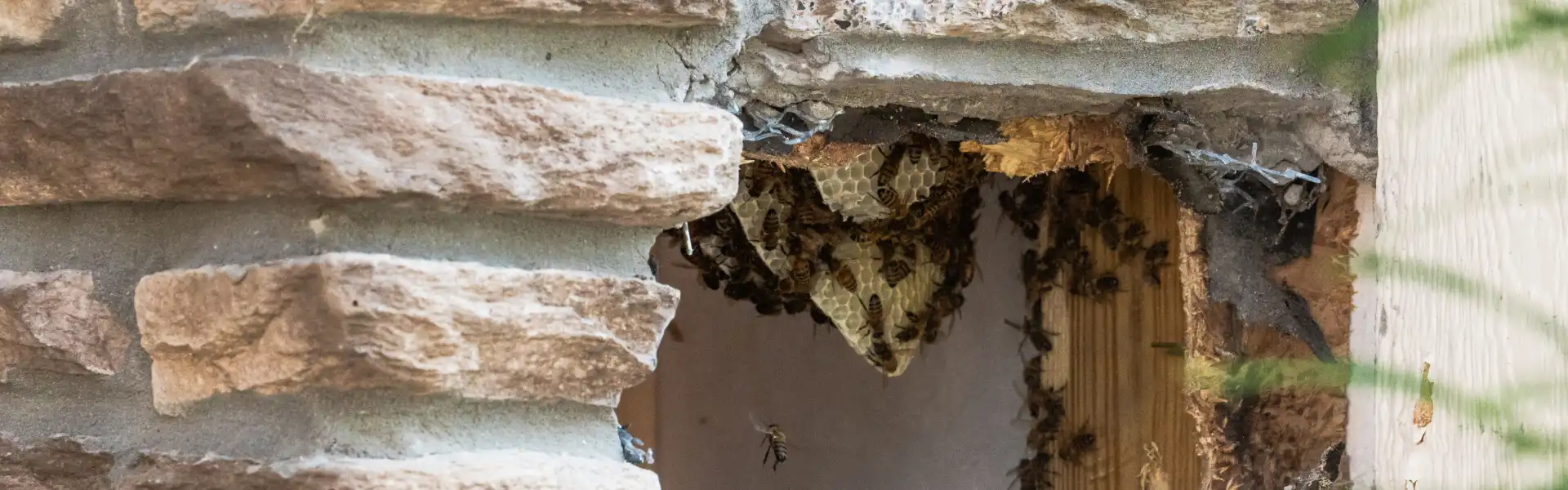 Honey bee nest inside a residential wall structure. Call or contact Animal Remover for honey bee removal services in Cincinnati.