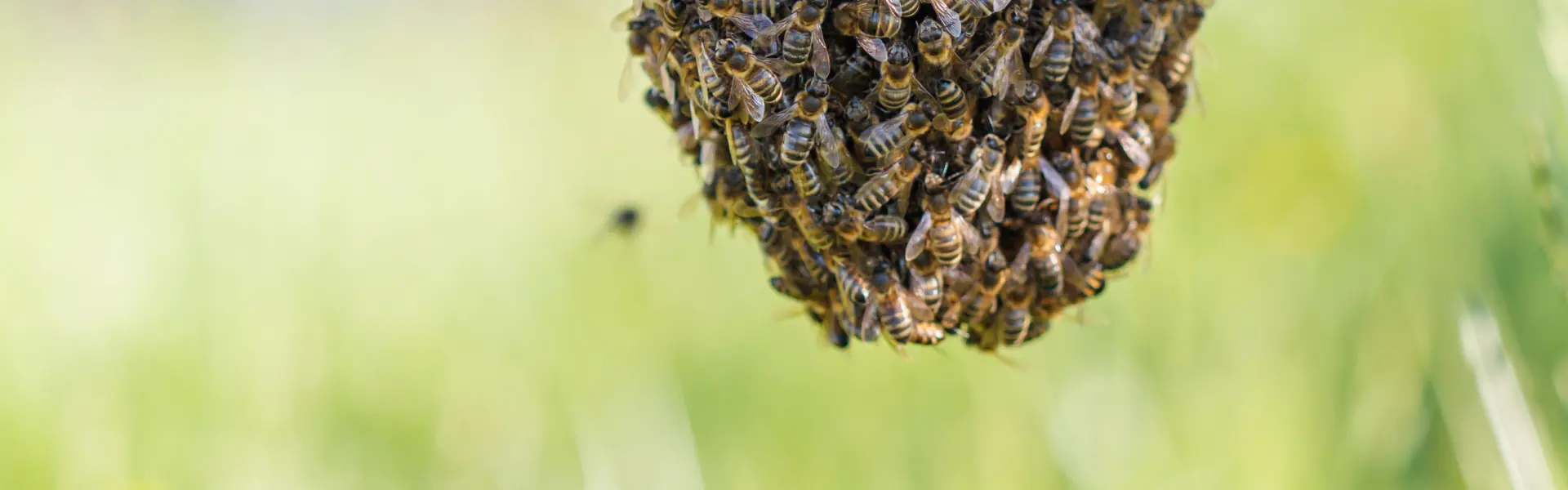 A honey bee swarm in a tree. Call or contact Animal Remover for honey bee swarm capture in Cincinnati.