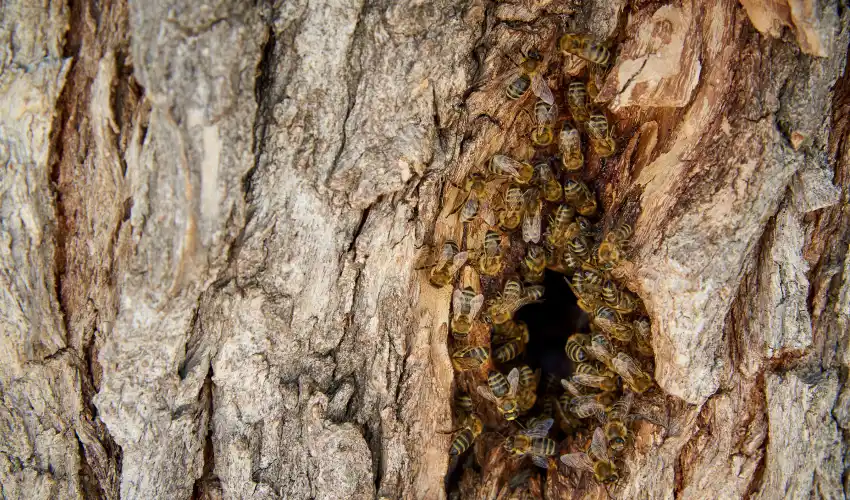 A honey bee swarm inside a hollow tree in Cincinnati. Call or contact Animal Remover for honey bee swarm capture today!