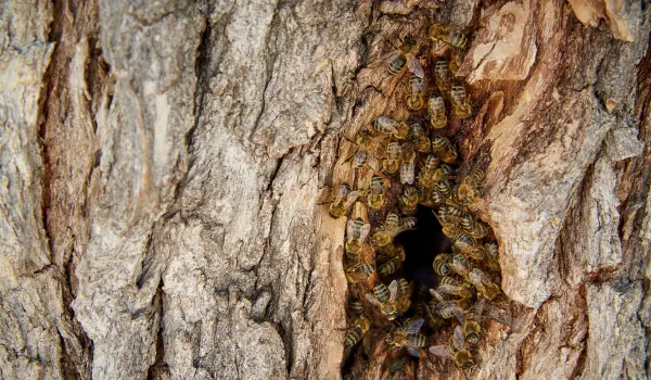A honey bee swarm inside a hollow tree