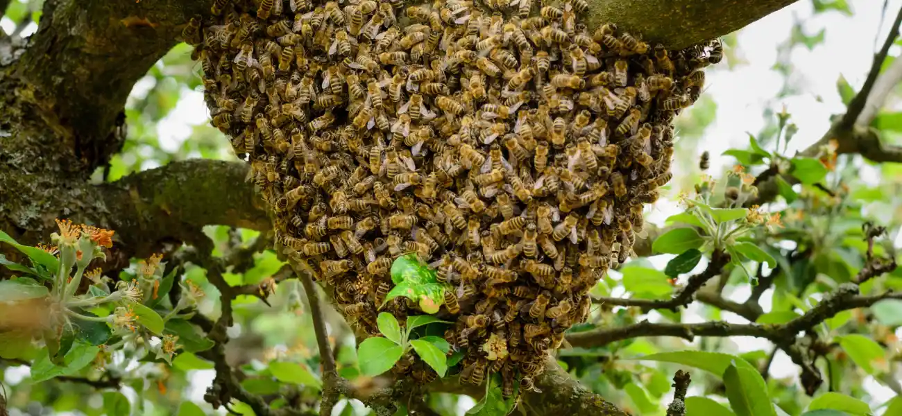 Honey bee swarm in a tree
