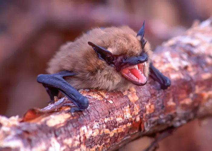 A Little Brown Bat showing teeth