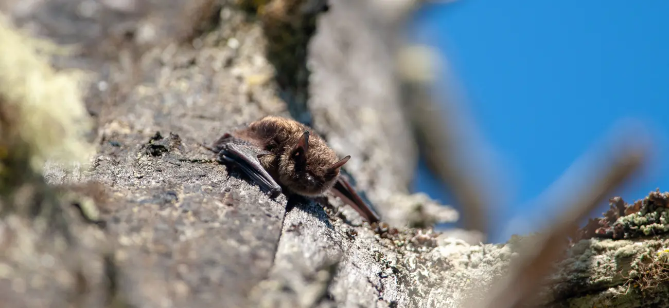 A Little Brown Bat in a tree