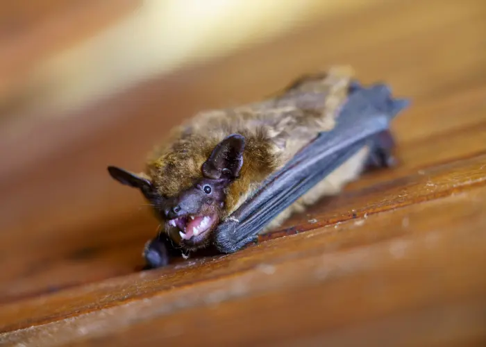A Little Brown Bat perched on a wood surface