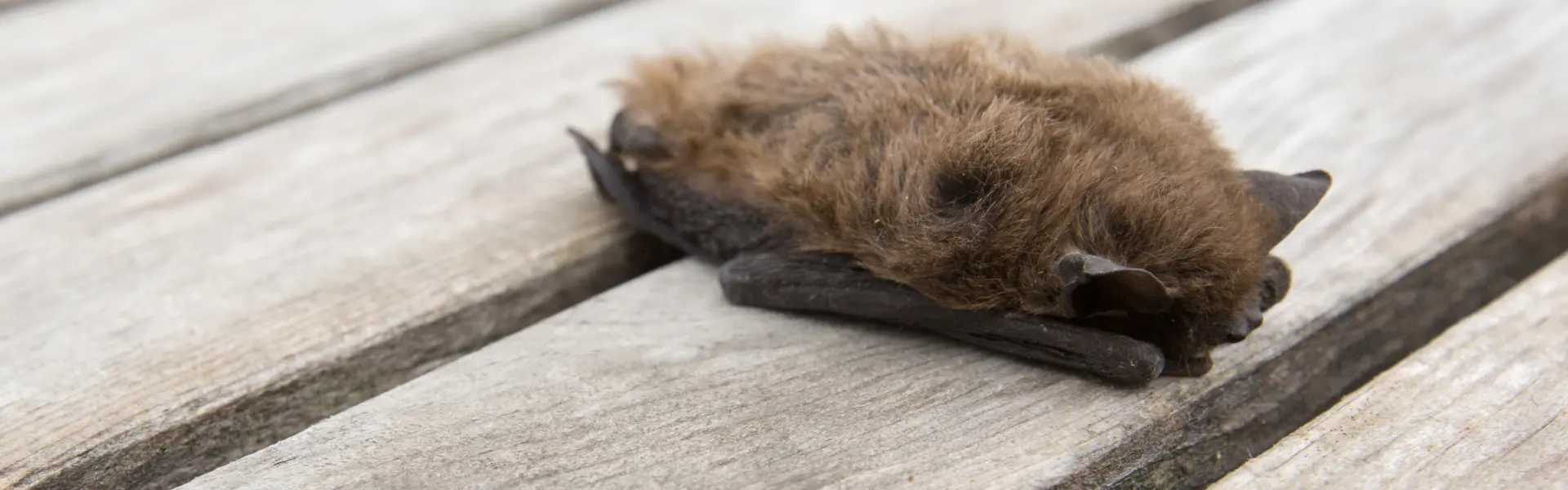 A Little Brown Bat resting on the deck of a Cincinnati home. Call or contact Animal Remover if you need Little Brown Bat removal from your property.