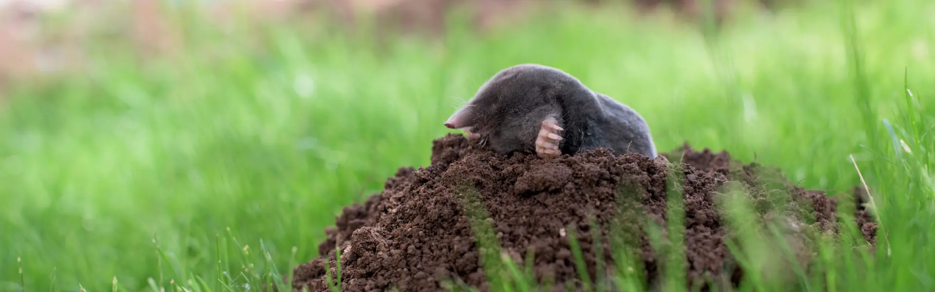 A mole emerges from a hole in the ground. Call or contact Animal Remover for mole remover services in Cincinnati, OH.