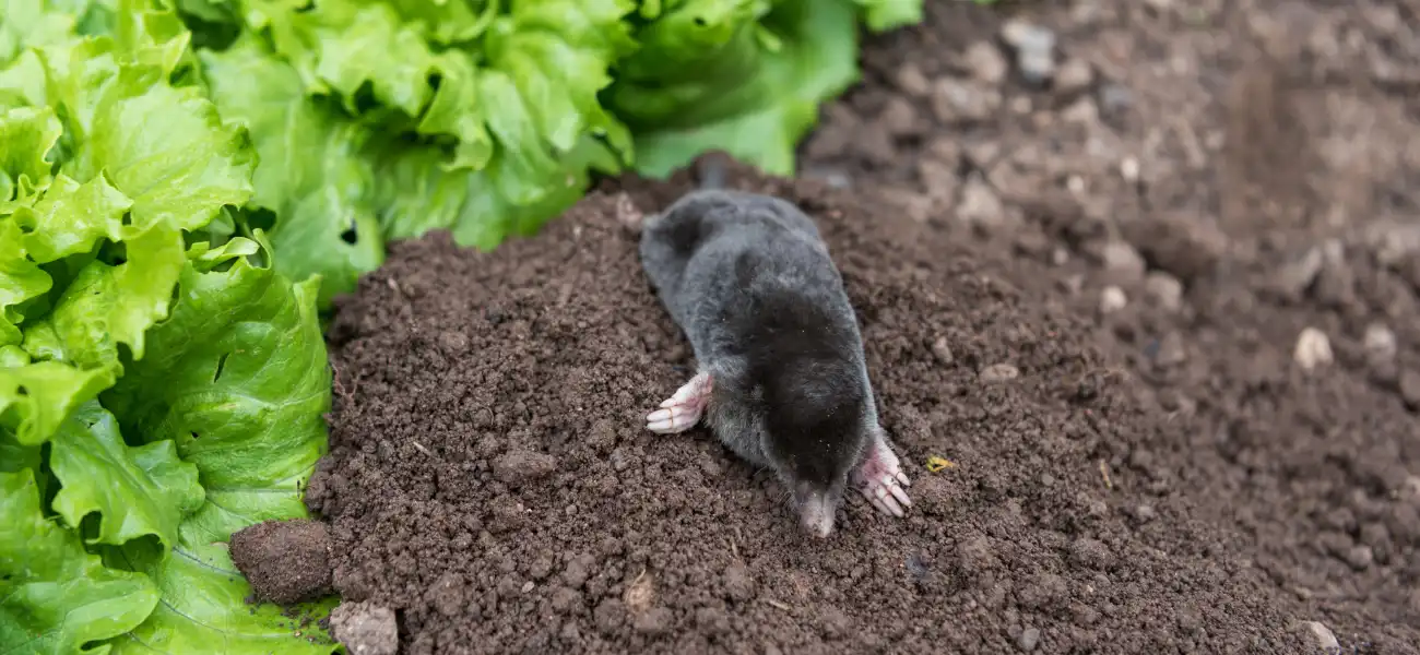 A mole in a vegetable garden