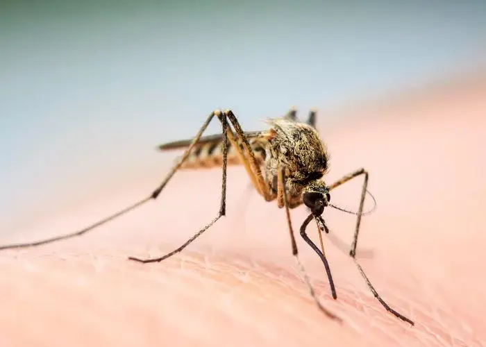 Mosquito biting a human arm