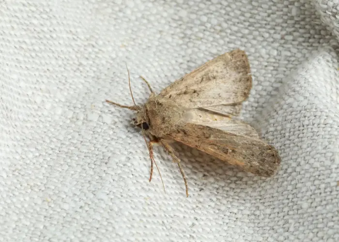 Moth on a white fabric