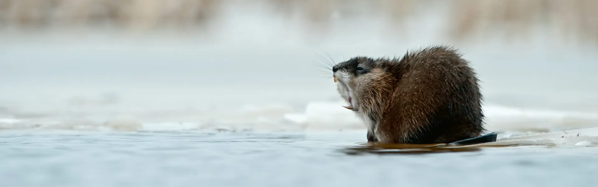 A muskrat yawns while resting on a snowy embankment. Call or contact Animal Remover for muskrat removal in Cincinnati, OH.