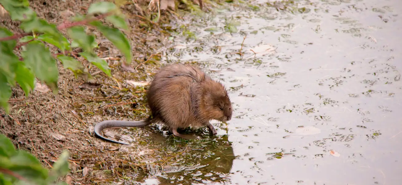 A muskrat rests at the edge of a pond in Cincinnati