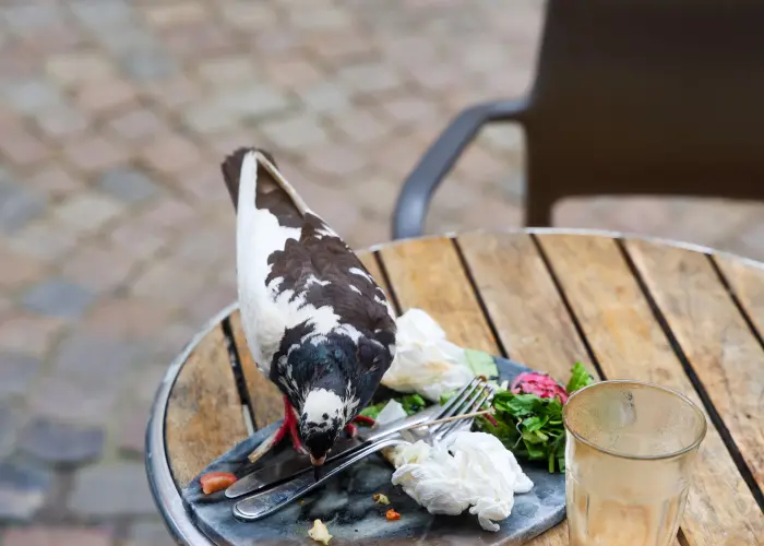 A rock pigeon eating from a plate at an outdoor restaurant in Cincinnati