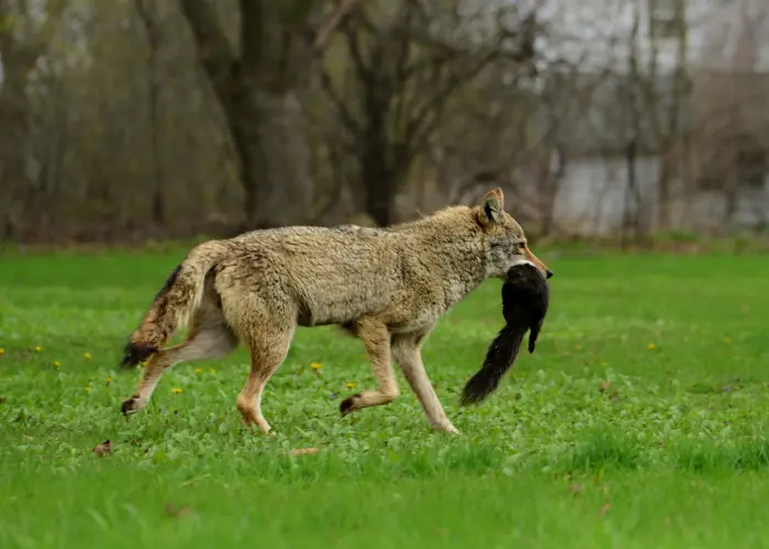 A coyote running with a black squirrel in its mouth. Coyotes can be quite the nuisance and often hostile to people.