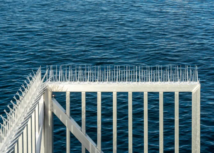 Plastic bird spikes on a pier. Bird spikes work well to prevent birds from landing on ledges.