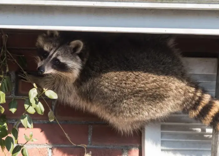 A nuisance raccoon scaling the side of a home