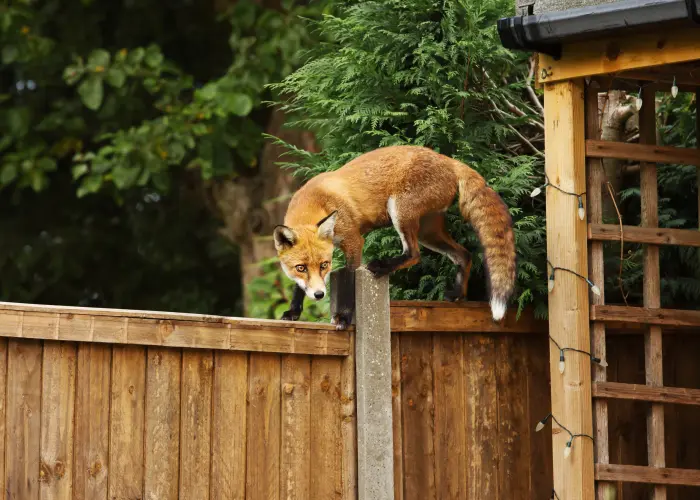 A fox climbing along a wooden fence. The only proven method for fox removal is through trapping, habitat modification, and exclusion.